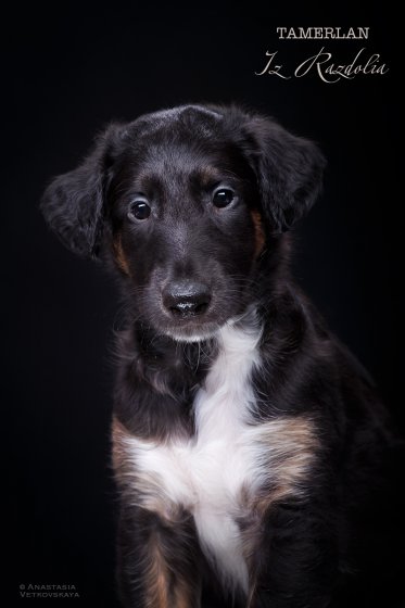 T-litter 45 days old