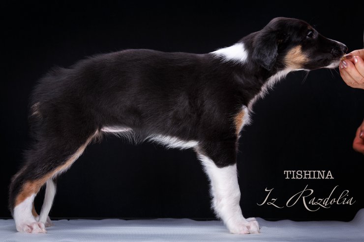 T-litter 45 days old