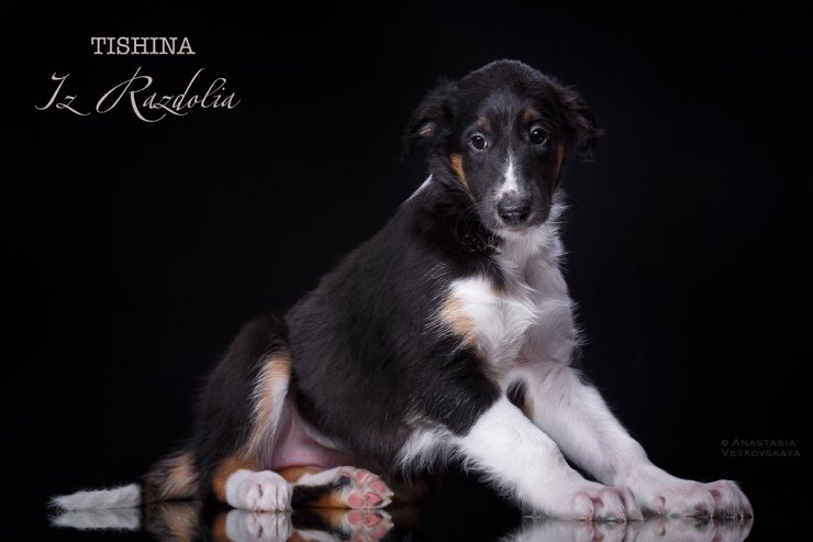 T-litter 45 days old