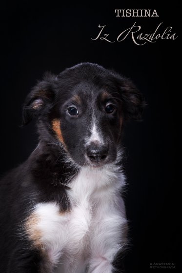 T-litter 45 days old