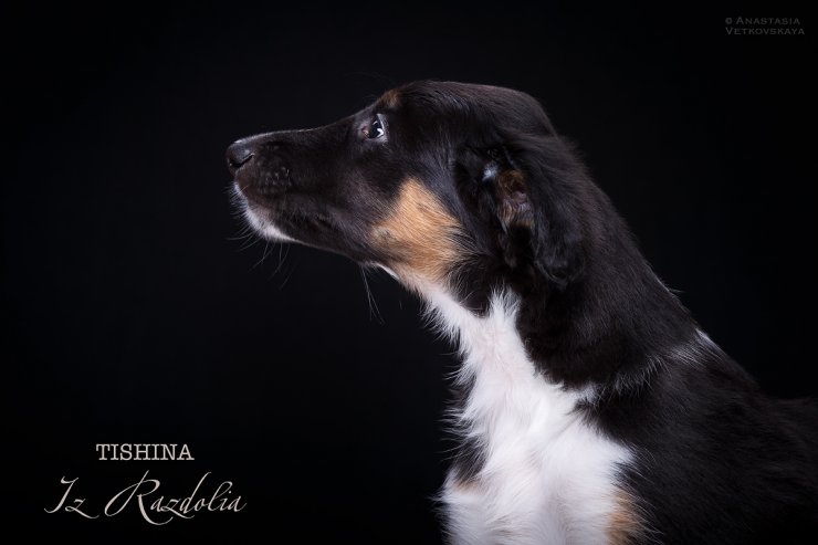 T-litter 45 days old