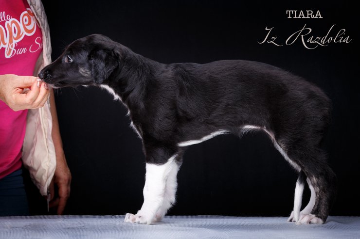 T-litter 45 days old