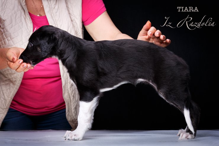 T-litter 45 days old