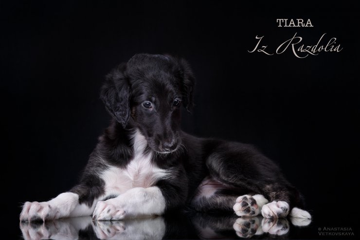 T-litter 45 days old