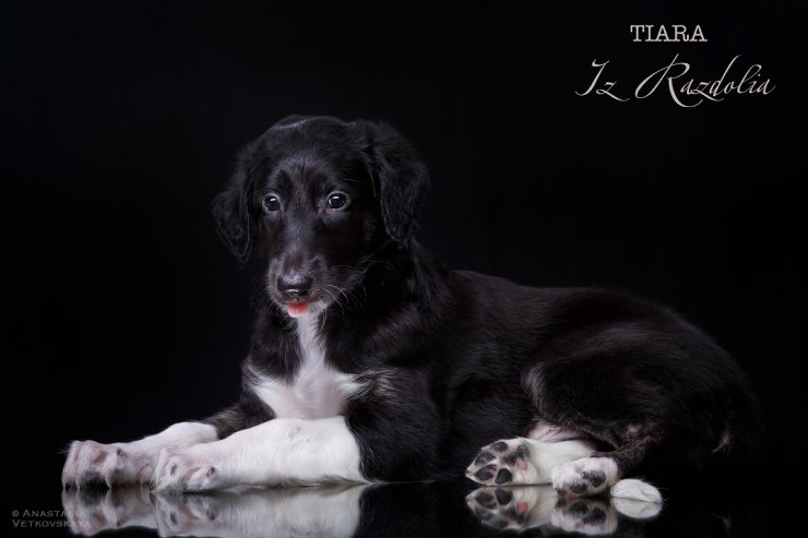 T-litter 45 days old