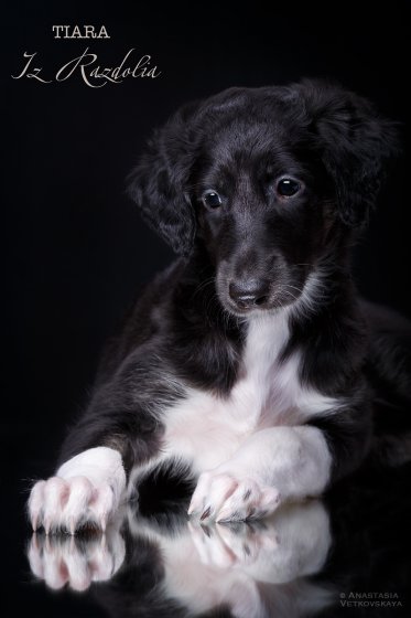 T-litter 45 days old