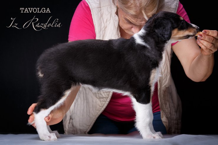 T-litter 45 days old