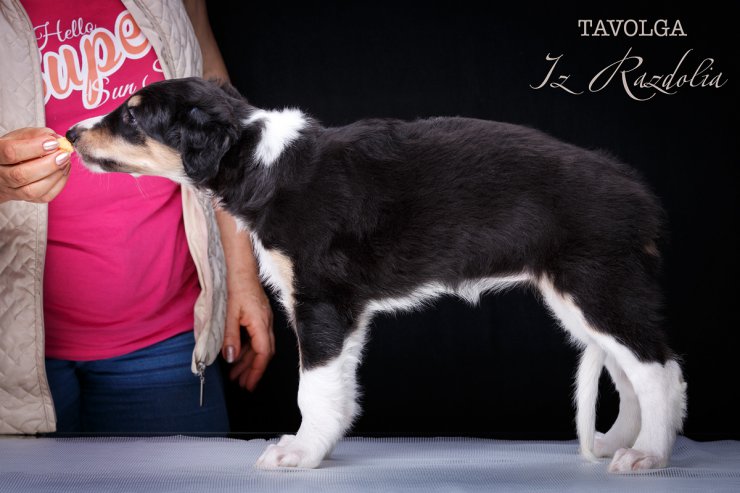 T-litter 45 days old