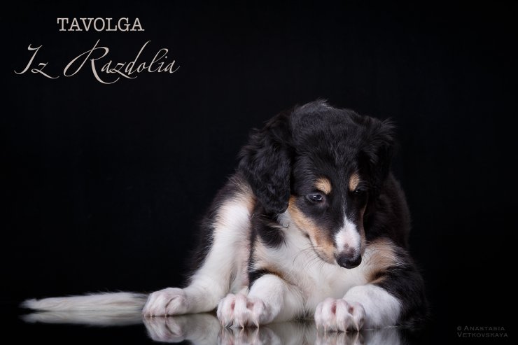 T-litter 45 days old