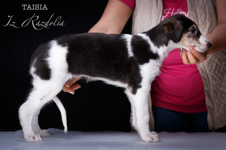 T-litter 45 days old