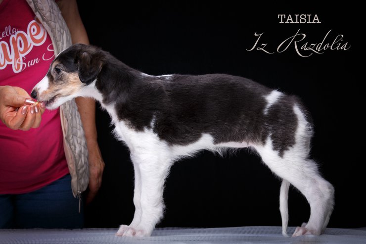 T-litter 45 days old