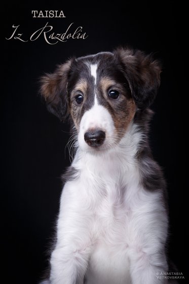 T-litter 45 days old