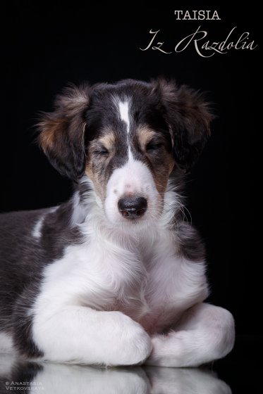 T-litter 45 days old