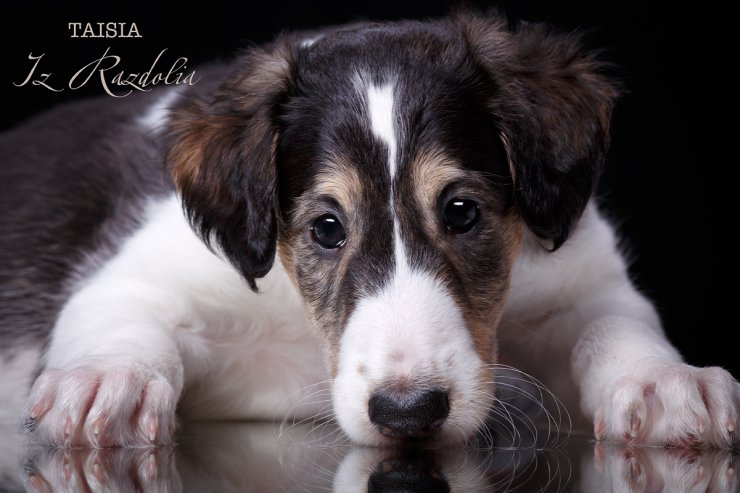 T-litter 45 days old