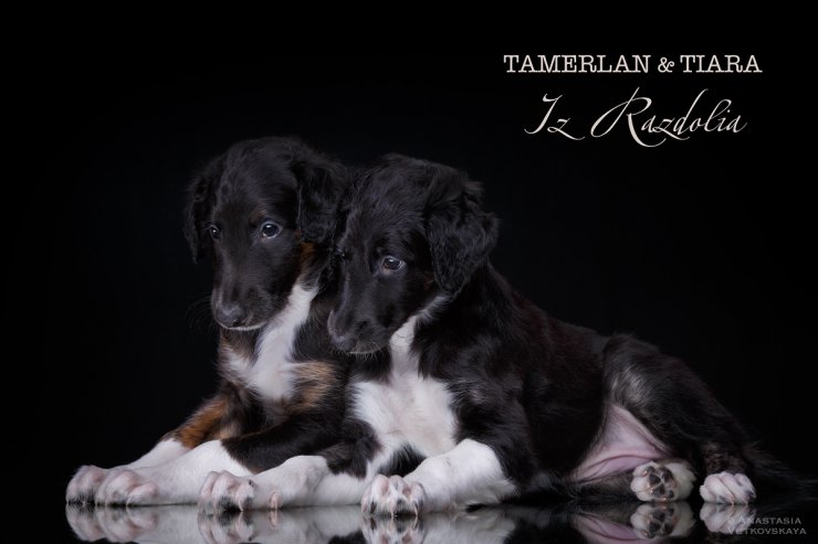 T-litter 45 days old