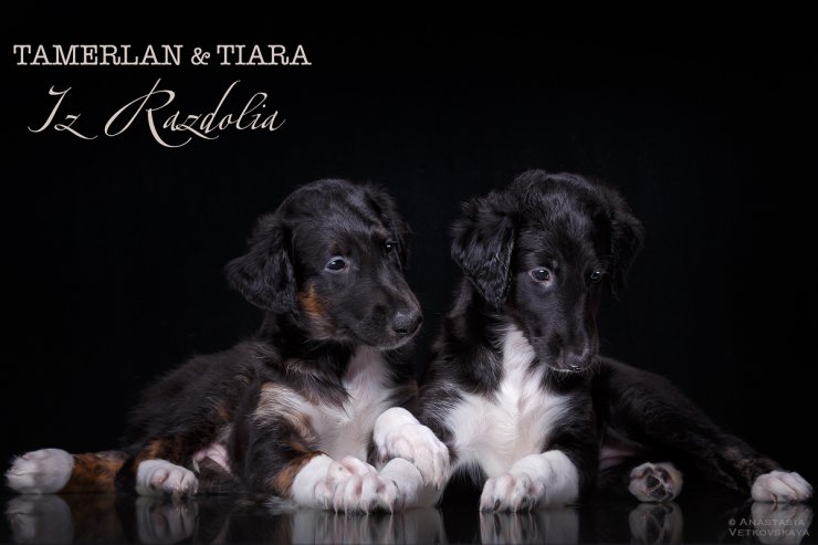 T-litter 45 days old