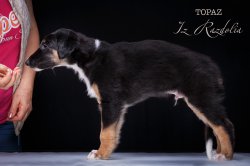 T-litter 45 days old