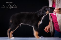 T-litter 45 days old