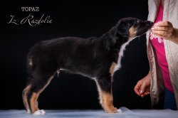 T-litter 45 days old