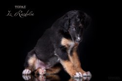 T-litter 45 days old