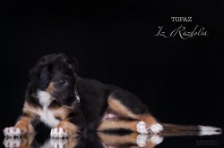 T-litter 45 days old