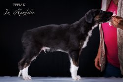 T-litter 45 days old