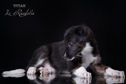 T-litter 45 days old