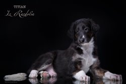 T-litter 45 days old