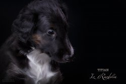 T-litter 45 days old