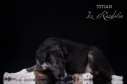 T-litter 45 days old