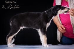 T-litter 45 days old