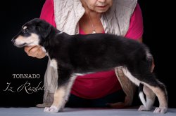 T-litter 45 days old