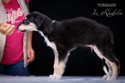 T-litter 45 days old