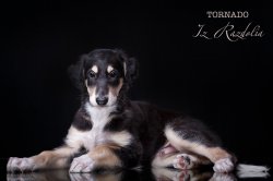 T-litter 45 days old