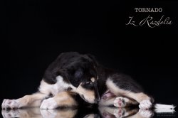 T-litter 45 days old