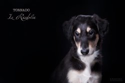 T-litter 45 days old