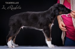 T-litter 45 days old