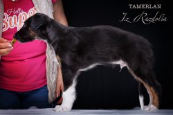 T-litter 45 days old