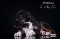 T-litter 45 days old