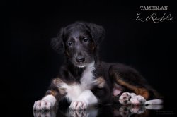 T-litter 45 days old