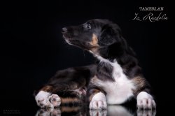 T-litter 45 days old