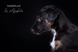 T-litter 45 days old