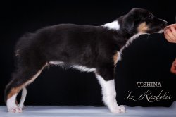 T-litter 45 days old