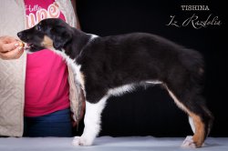 T-litter 45 days old