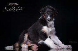 T-litter 45 days old