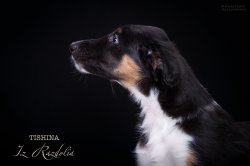 T-litter 45 days old