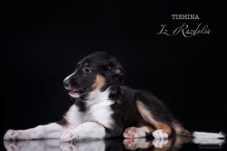 T-litter 45 days old