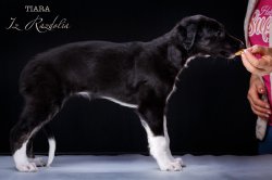 T-litter 45 days old