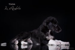 T-litter 45 days old