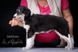 T-litter 45 days old